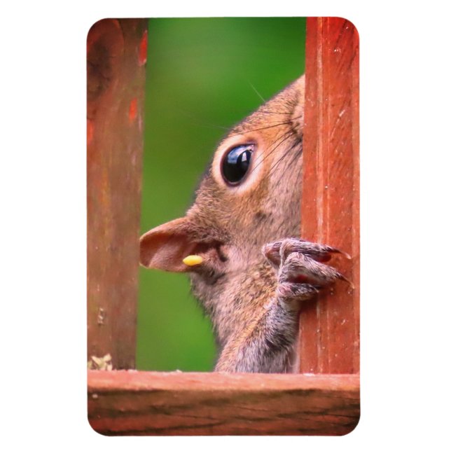 Peeking Squirrel Magnet (Vertikal)