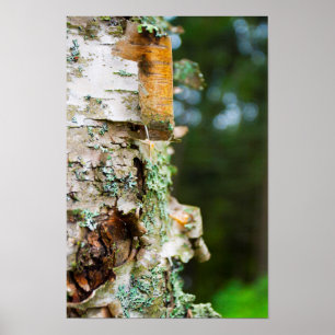 Peeling Birch Träd, Maine Poster