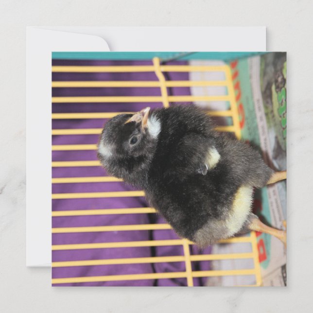 Peep Kort (Framsida)