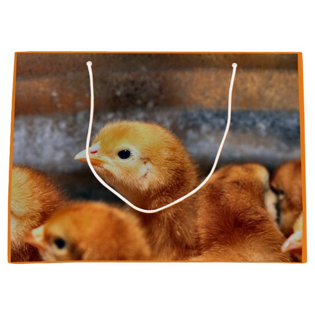 Peep Peep (Framsidan)