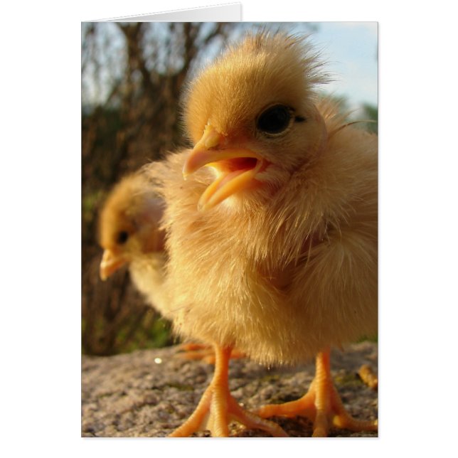 Peep! Peep! Hälsningskort (Framsidan)