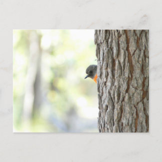 Peeping Bush Robin Card Meddelande Vykort