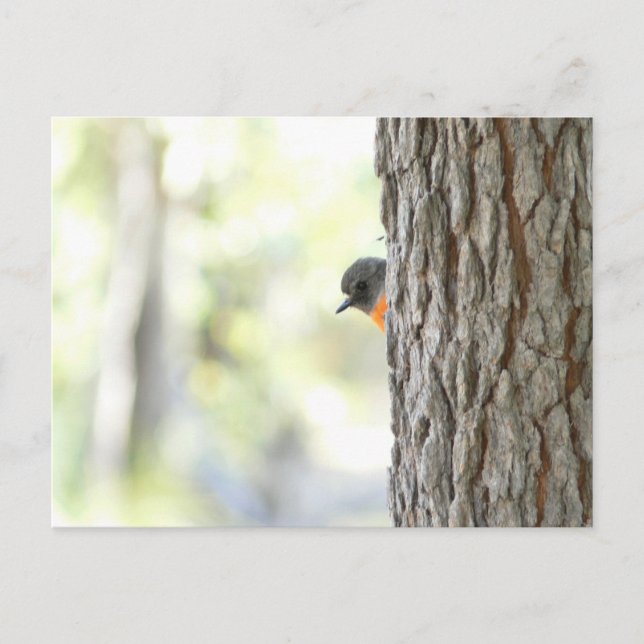 Peeping Bush Robin Card Meddelande Vykort (Framsida)
