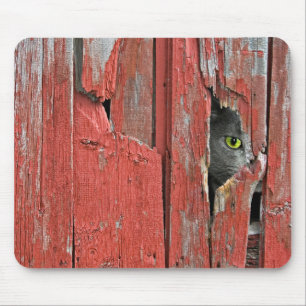 Peeping Tom Cat Musmatta