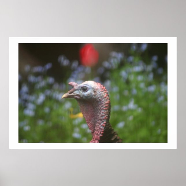 Peeping Tom Poster (Framsidan)