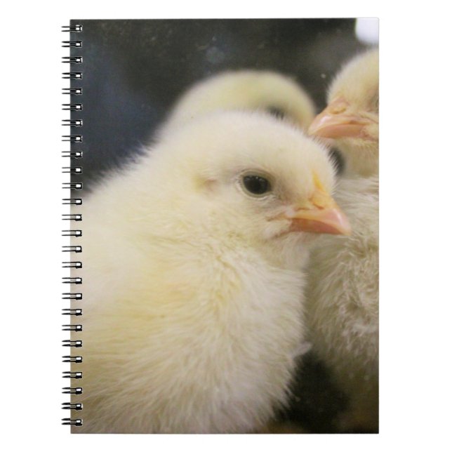 Peeps Anteckningsbok (Framsidan)