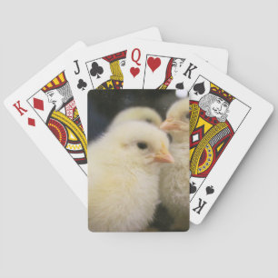 Peeps Casinokort