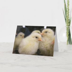 Peeps Kort