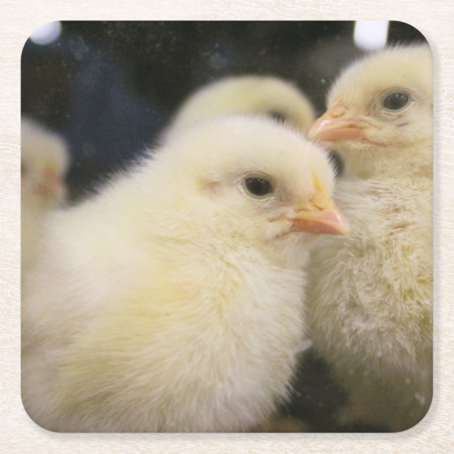 Peeps Underlägg Papper Kvadrat (Framsidan)