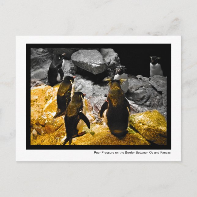 Peer Press on the Kansas Gräns Penguins Photo Vykort (Framsida)