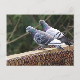 Peering Pigeons Vykort