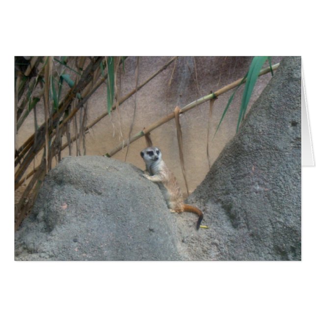 Peerkat Meerkat Hälsningskort (Framsidan Horizontal)