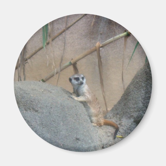 Peerkat Meerkat Magnet (Framsidan)