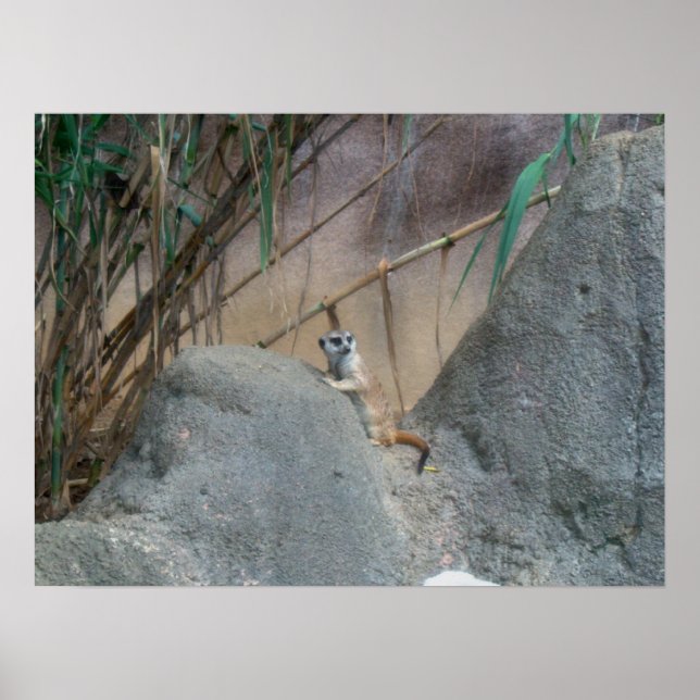 Peerkat Meerkat Poster (Framsidan)