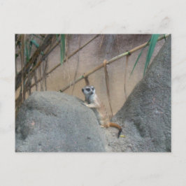 Peerkat Meerkat Vykort