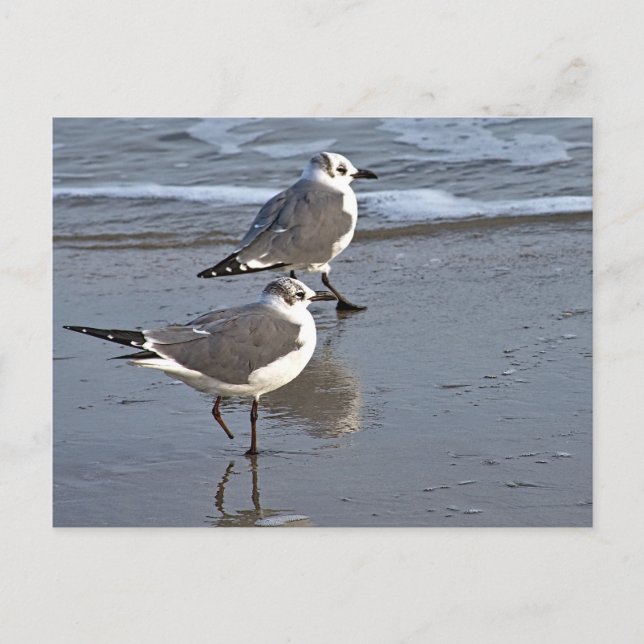 Peggy the One Footted Sea Gull of Galveston, TX Vykort (Framsida)