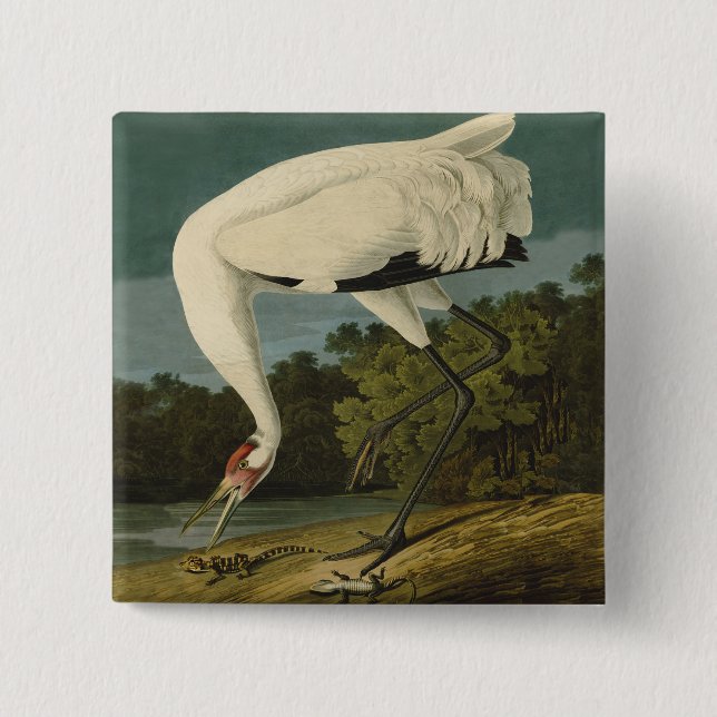 Pejsarfärgning av kran Audubon-fåglar Knapp (Framsida)