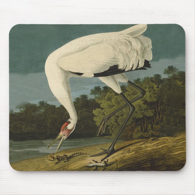 Pejsarfärgning av kran Audubon-fåglar Musmatta (Framsidan)
