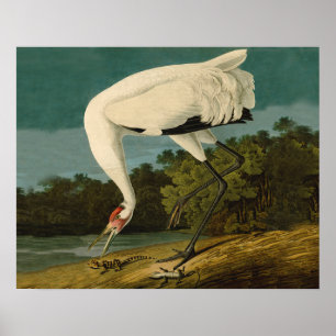 Pejsarfärgning av kran Audubon-fåglar Poster
