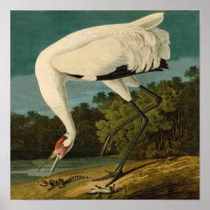 Pejsarfärgning av kran Audubon-fåglar Poster