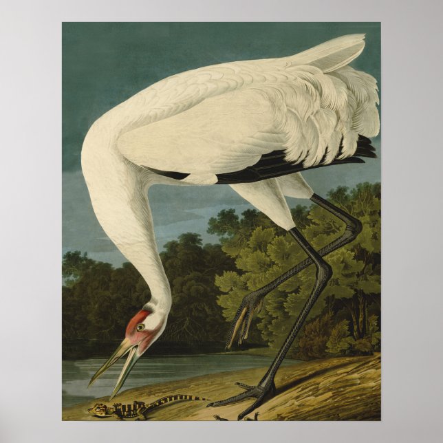 Pejsarfärgning av kran Audubon-fåglar Poster (Framsidan)