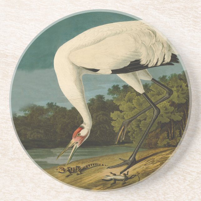 Pejsarfärgning av kran Audubon-fåglar Underlägg (Framsidan)