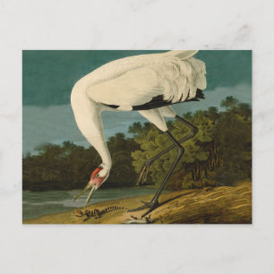 Pejsarfärgning av kran Audubon-fåglar Vykort
