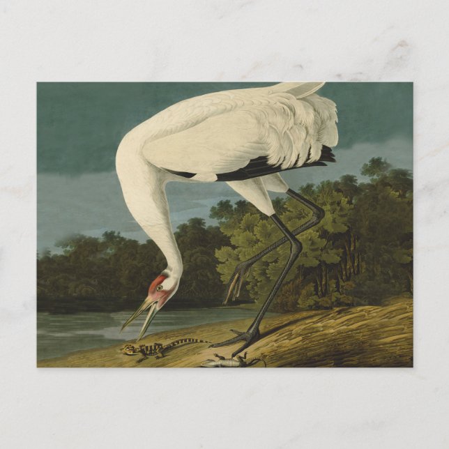 Pejsarfärgning av kran Audubon-fåglar Vykort (Framsida)