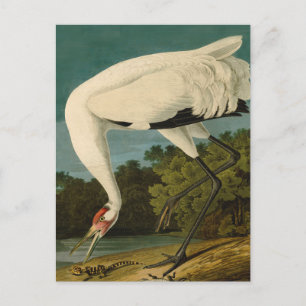 Pejsarfärgning av kran Audubon-fåglar Vykort