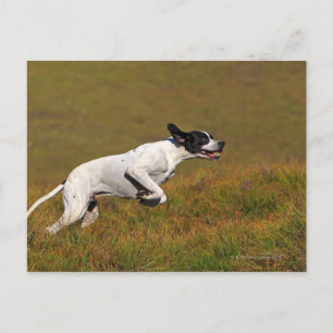 Pekare. Canis lupus familiaris Vykort