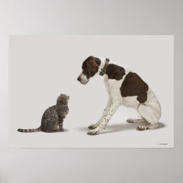 Pekaren tittar av katten poster