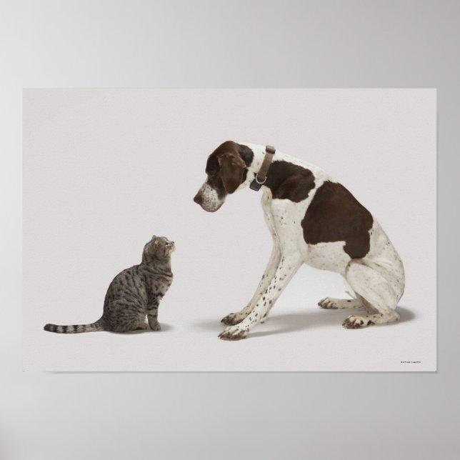 Pekaren tittar av katten poster (Framsidan)