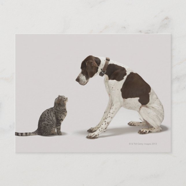 Pekaren tittar av katten vykort (Framsida)