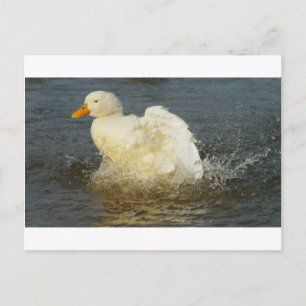 Pekin Anka IV Vykort