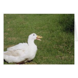 Pekin anka med öppen räkning på grönt gräs hälsningskort