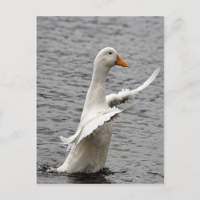 Pekin Anka Photo Vykort (Framsida)