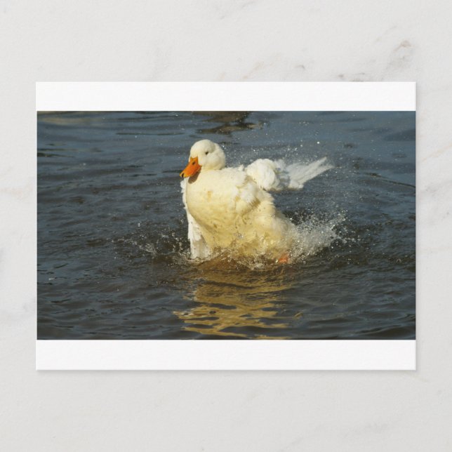 Pekin Anka VII Vykort (Framsida)
