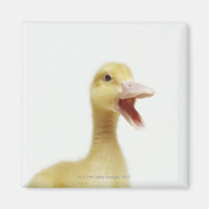 Pekin ankachick som huvud-skjutas magnet