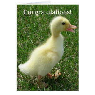 Pekin Duckling Gratulerarare Nyfödd bebis Hälsningskort