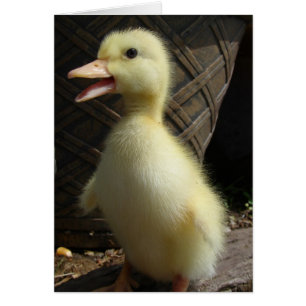 Pekin Duckling Hälsningskort