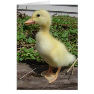 Pekin Duckling Hälsningskort