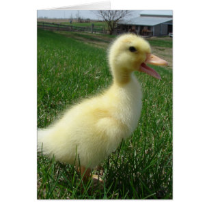 Pekin Duckling Hälsningskort
