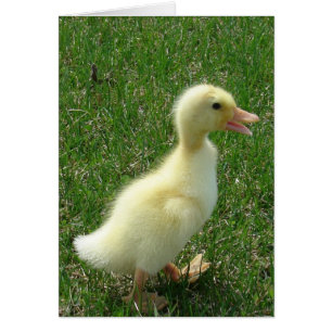 Pekin Duckling Hälsningskort