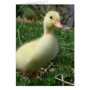 Pekin Duckling Hälsningskort
