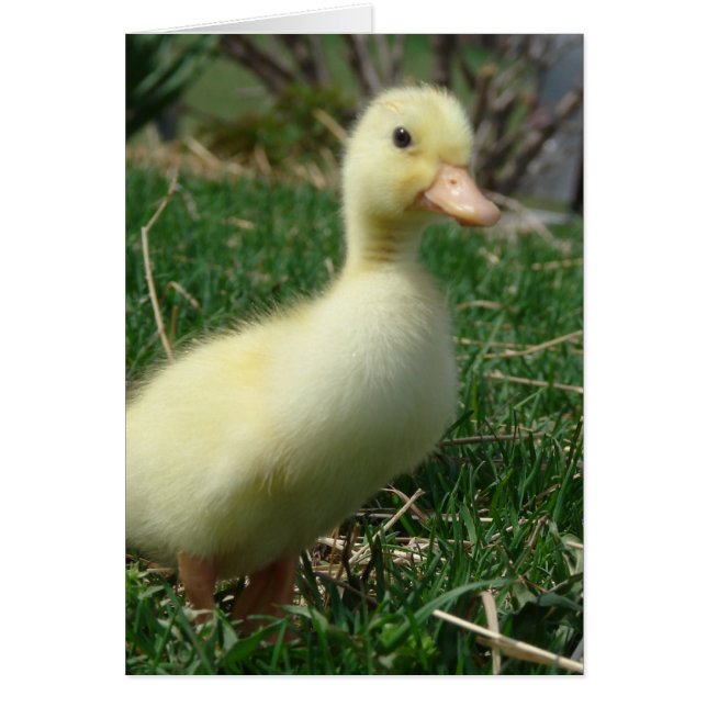 Pekin Duckling Hälsningskort (Framsidan)