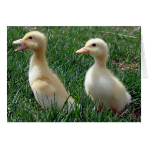 Pekin Ducklings Hälsningskort
