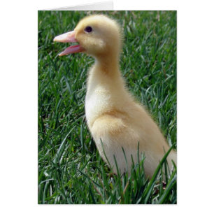 Pekin Ducklings Hälsningskort