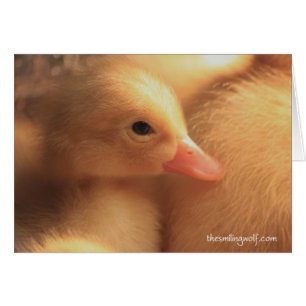 Pekin Ducklingskort Hälsningskort