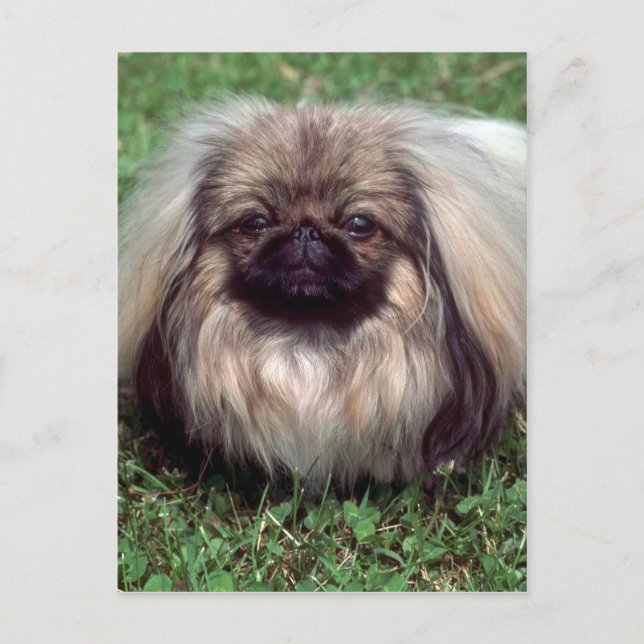 Pekinese Vykort (Framsida)