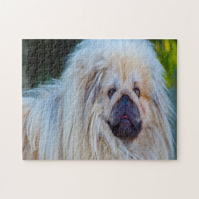 Pekineser Hund. Pussel (Horisontell)